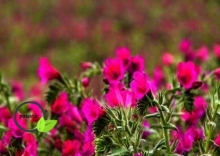 آشنایی با گل گاو زبان